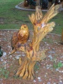 Single Perched Eagle
